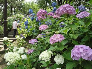 紫陽花巡り　～八景島_b0094239_11274843.jpg