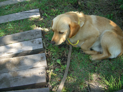 久住には犬がよく似合う　飯田高原二匹のワン_e0110940_7221411.jpg