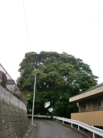 タブの木_c0152341_17191629.jpg
