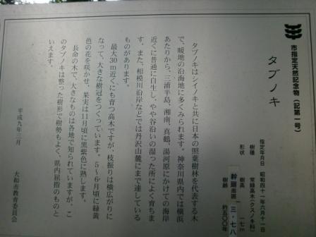 タブの木_c0152341_17201162.jpg