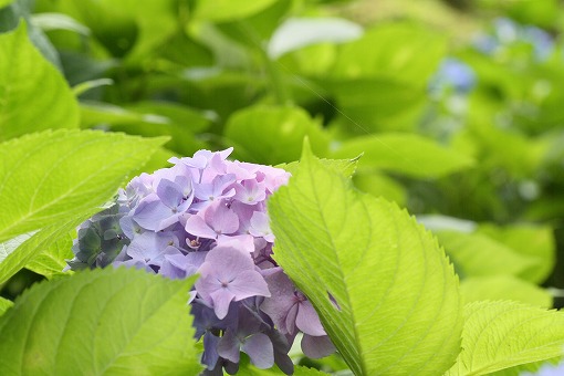 紫陽花に会いに　～その５～_e0156649_21461047.jpg