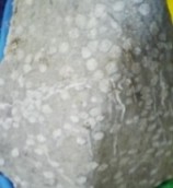 6月13日、金生山の化石約300個を、化石館に寄贈_f0197754_011391.jpg