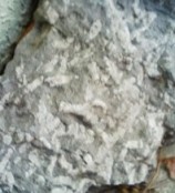 ６月１３日、金生山の化石約３００個を、化石館に寄贈_f0197754_095364.jpg