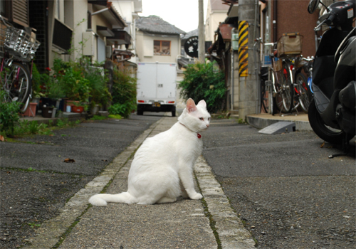 京都(5)京都のランチは路地猫付き。_c0181457_8281440.jpg