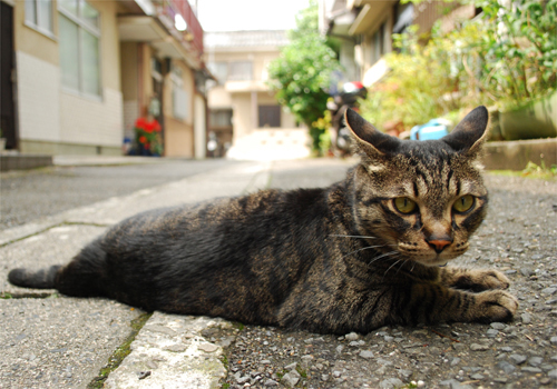 京都(5)京都のランチは路地猫付き。_c0181457_841223.jpg