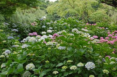 紫陽花寺（本土寺）_d0025459_10372985.jpg