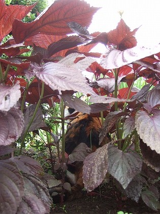 b0059860_14593664.jpg