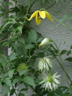 梅雨の合間のファインダー・・・_e0105760_13203778.jpg