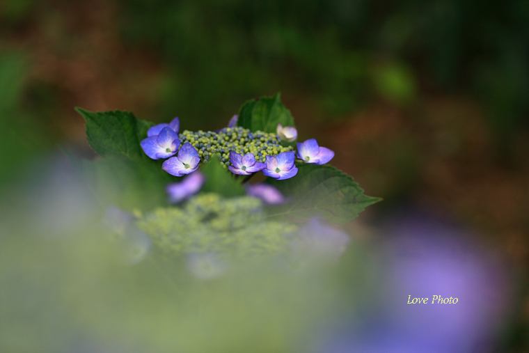 紫陽花と花菖蒲_a0116472_23301516.jpg