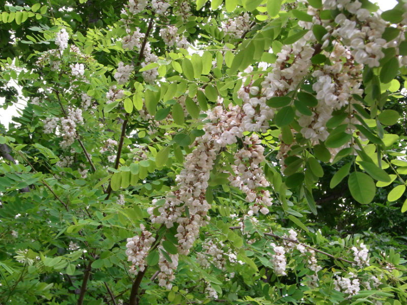 e0100772_22434969.jpg