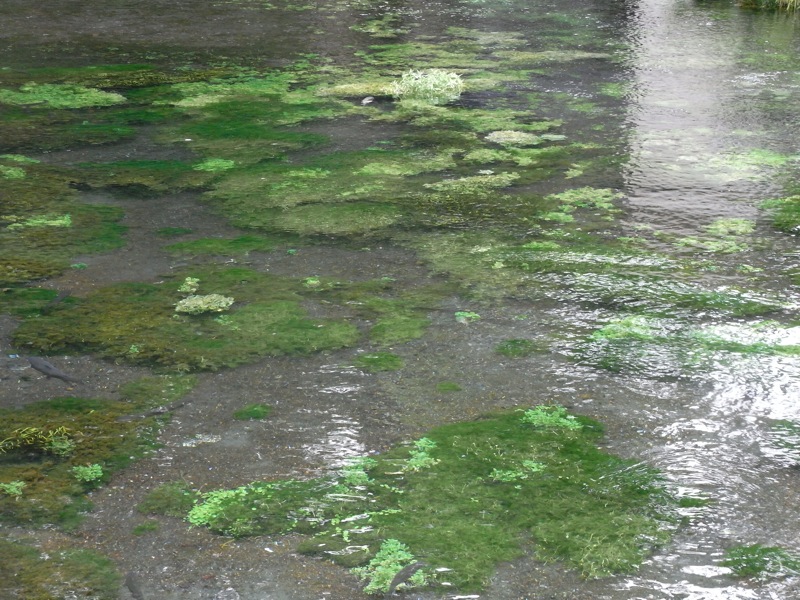 湧玉池_c0173978_028043.jpg