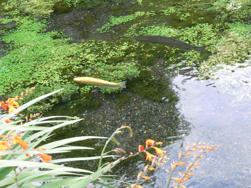 湧玉池_c0173978_0292895.jpg