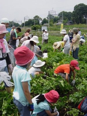 ジャガイモ掘りの実習体験　2009/06/13(土)_c0145581_844189.jpg