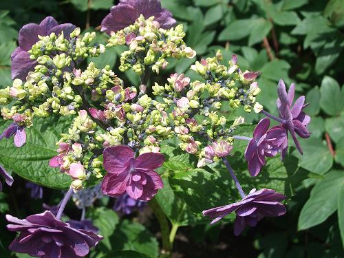 鎌倉紫陽花紀行_f0153998_1334337.jpg