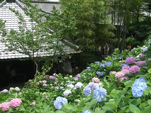 鎌倉紫陽花紀行_f0153998_13371715.jpg