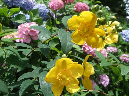 鎌倉紫陽花紀行_f0153998_1337417.jpg