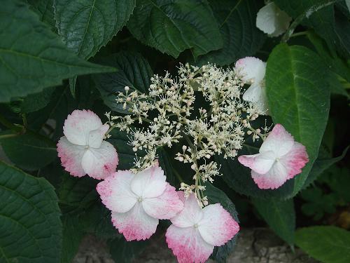 鎌倉紫陽花紀行_f0153998_13541645.jpg