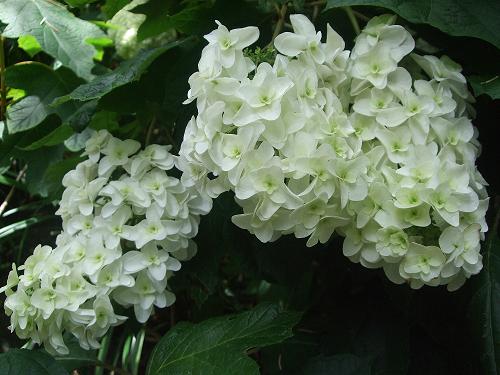 鎌倉紫陽花紀行_f0153998_1355178.jpg