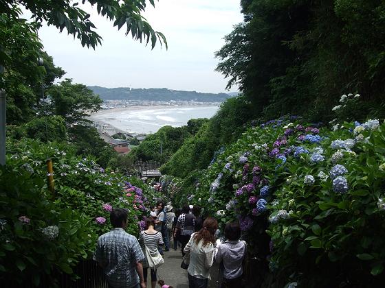 鎌倉紫陽花紀行_f0153998_15164846.jpg