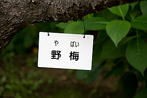 e0031502_1143475.jpg