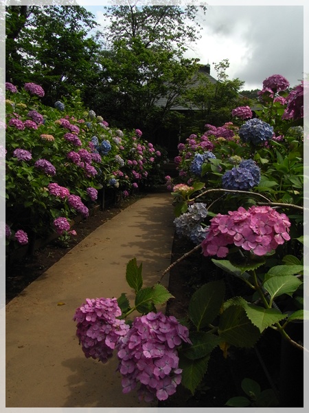 寺院．花菖蒲．紫陽花_d0028304_10583562.jpg