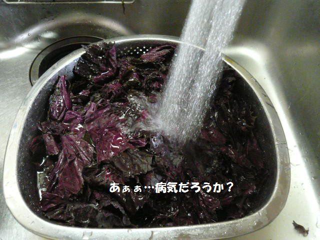 e0094407_1664793.jpg