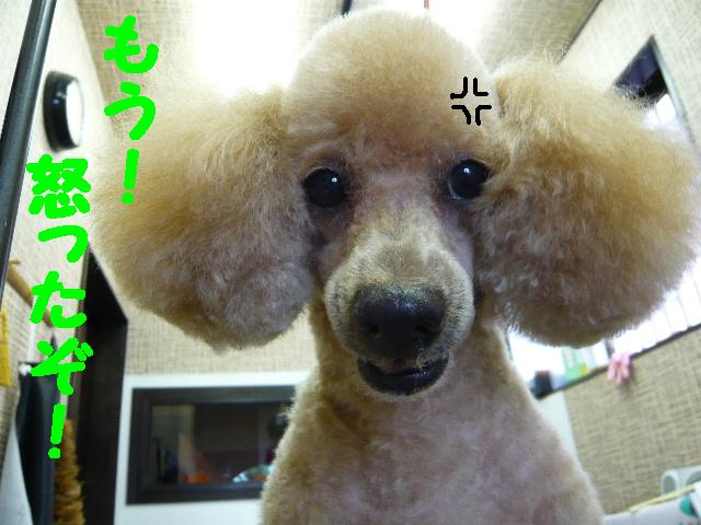 早く帰りたい・・・＆猫じゃらし？？＆笑顔！！_b0130018_17204693.jpg