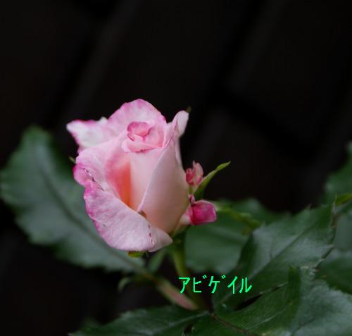 f0170524_15323953.jpg