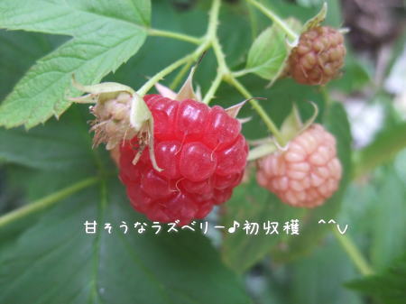 ちょこっと木工のナチュラル雑貨♪&ストラップ_f0023333_6531293.jpg