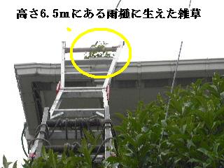 雨樋清掃_f0031037_18524211.jpg