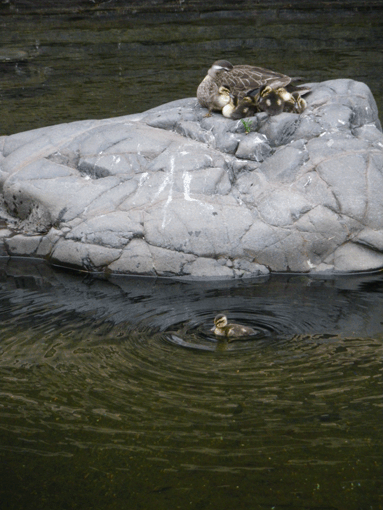 c0093046_741528.gif