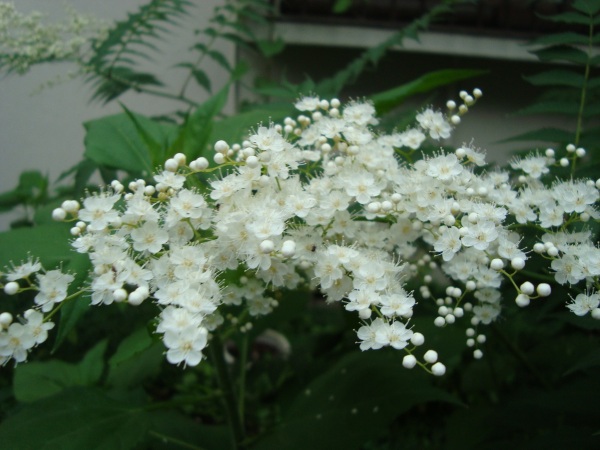 c0118352_6524559.jpg