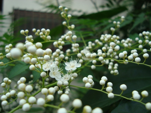 c0118352_653136.jpg