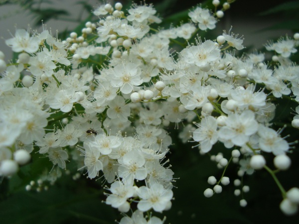 c0118352_6533347.jpg