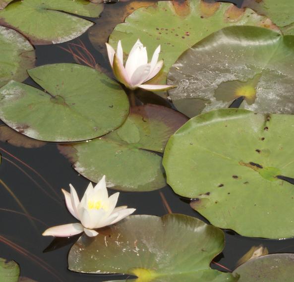神戸市立森林植物園の睡蓮_b0063958_21494674.jpg
