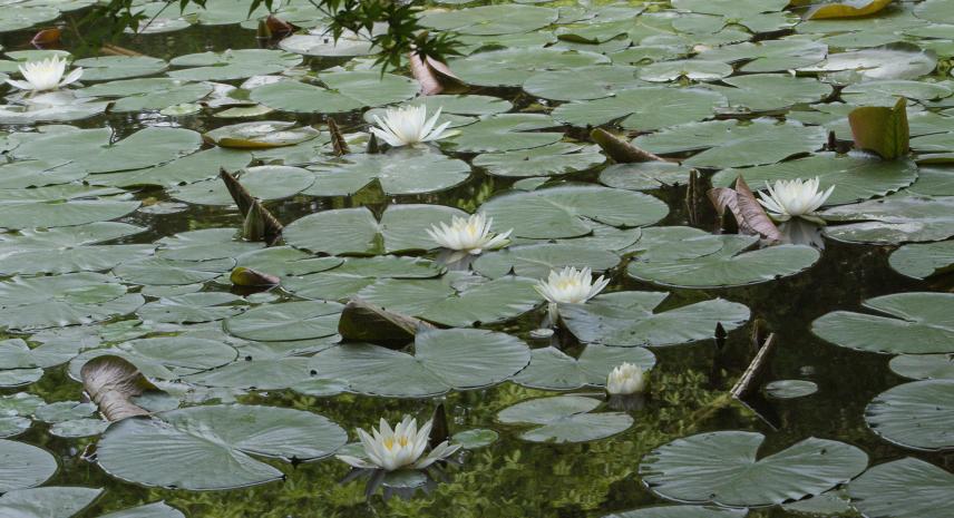 神戸市立森林植物園の睡蓮_b0063958_21502940.jpg