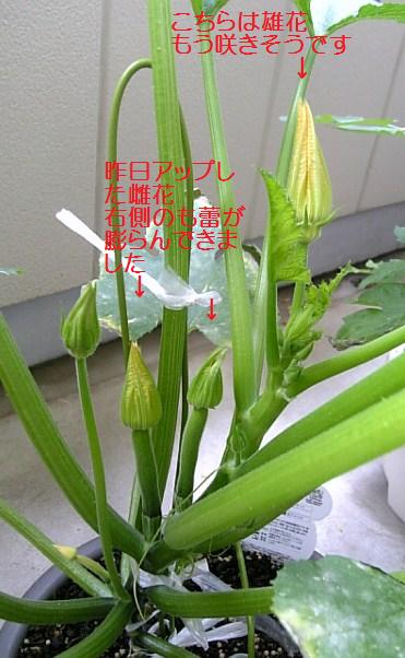 c0115560_12474640.jpg
