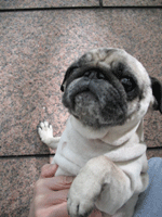 e0113473_19235387.gif