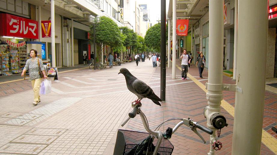 鳩が自転車に乗って(^_-)-☆_a0107574_5345296.jpg