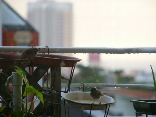 c0139375_1305851.jpg