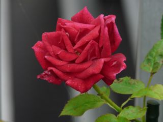 2009年6月18日 出勤生活ほぼ1か月_b0098584_1675951.jpg