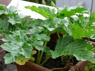 2009年6月18日 出勤生活ほぼ1か月_b0098584_169342.jpg