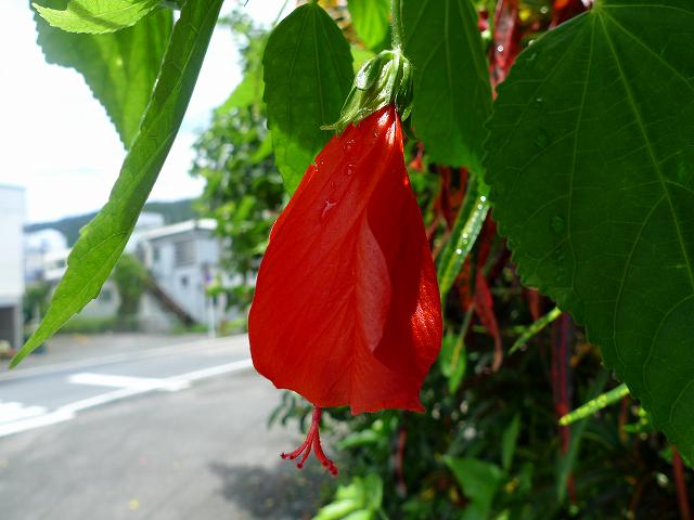b0115085_1346557.jpg