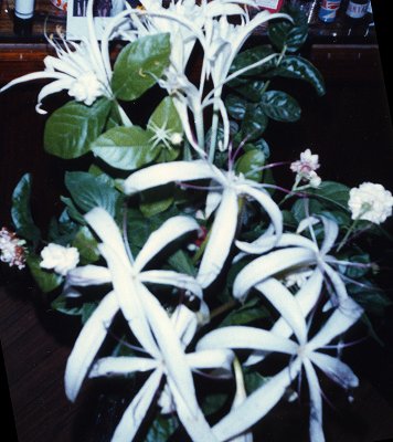 乾燥帯の植物 エジプト編 写真でイスラーム