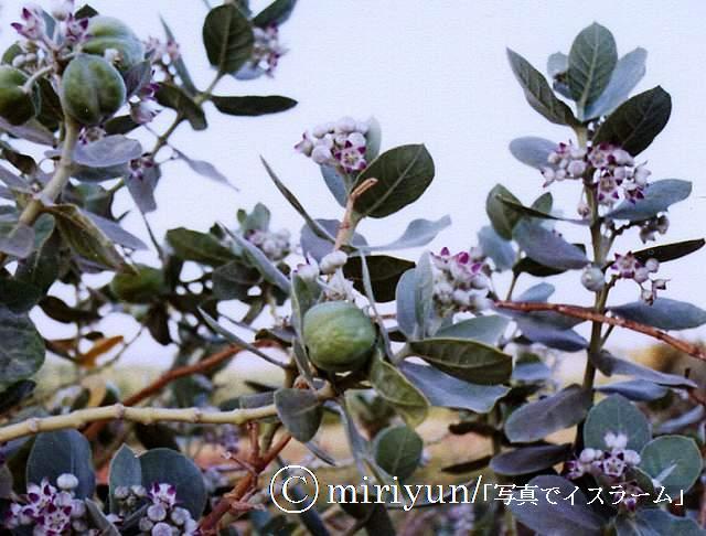 乾燥帯の植物 エジプト編 写真でイスラーム
