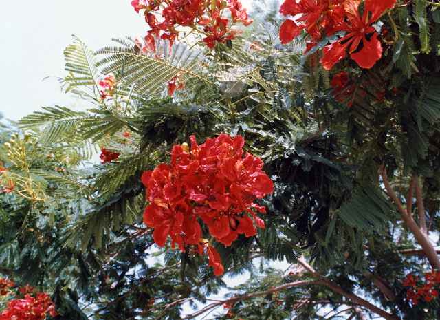 乾燥帯の植物 エジプト編 写真でイスラーム