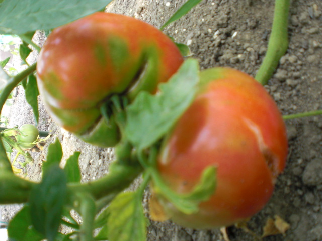 トマト_f0204295_16384877.jpg