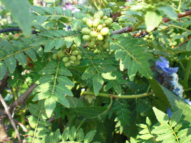 トマト_f0204295_16413015.jpg