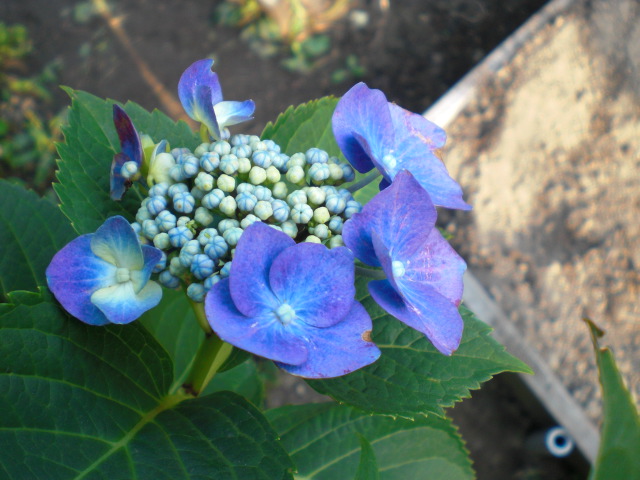 トマト_f0204295_16423998.jpg