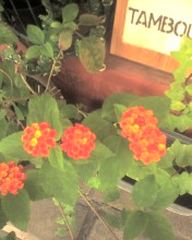 c0164401_11373638.jpg